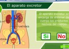 El aparato excretor | Recurso educativo 35656