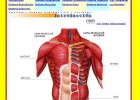 Introducción al cuerpo humano | Recurso educativo 46674