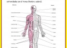 El sistema óseo | Recurso educativo 46684