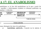 El anabolismo | Recurso educativo 47286