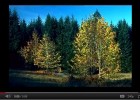 Temperate Forests | Recurso educativo 47687