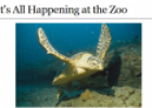 Webquest: It's all happening at the zoo | Recurso educativo 51649