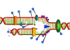 DNA replication | Recurso educativo 60371