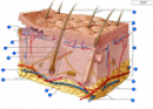 Skin labeling | Recurso educativo 60617