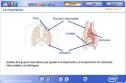 La respiración | Recurso educativo 1232