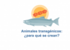 Animales transgénicos | Recurso educativo 17703