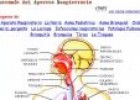 El aparato respiratorio | Recurso educativo 26894