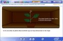 Las plantas necesitan clorofila y luz | Recurso educativo 2748