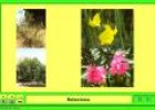 Les plantes del centre escolar | Recurso educativo 3347