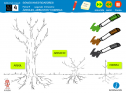 Somos investigadores: Árboles, arbustos, hierbas | Recurso educativo 79296