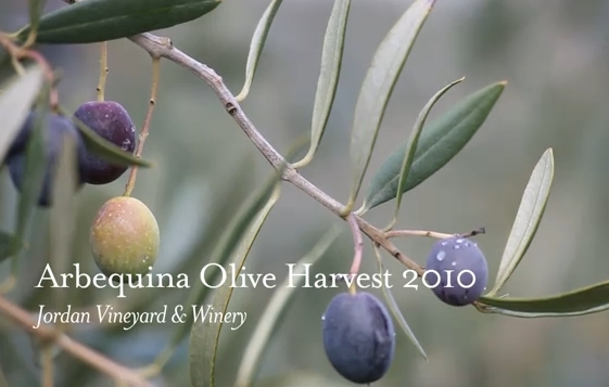 Arbequina olive harvest | Recurso educativo 89064