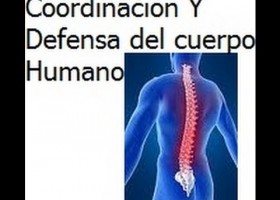 Coordinacion y Defensa del Cuerpo Humano | Recurso educativo 120288