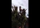 Joven amanerado se electrocuta arriba de un árbol cantando. | Recurso educativo 683997