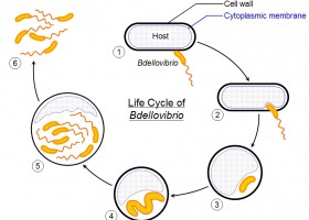 Cicle vital del bacteri depredador Bdellovibrio | Recurso educativo 726000