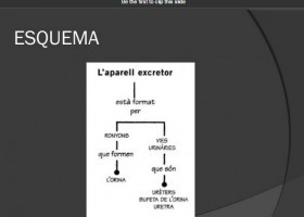 Aparell excretor | Recurso educativo 733402