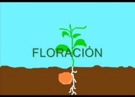 Ciclo de vida de una planta | Recurso educativo 733715