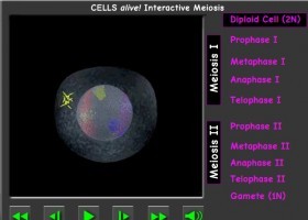 Meiosis | Recurso educativo 743904