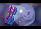 La meiosis | Recurso educativo 758383