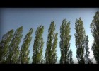 Strong Wind Blowing Through Trees | Recurso educativo 776836